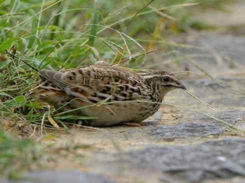 凤凰：传说的鸟原型探秘（鹌鹑）