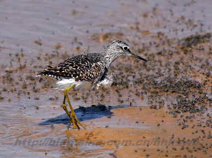 飞雁滩拍鸟 多种水鸟和白头翁