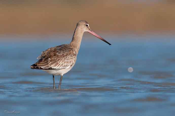 小鸟 伊人 珍珠婚