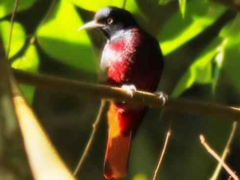 美丽无罪:雀鸟之朱鹂 美丽无罪:雀鸟之朱鹂