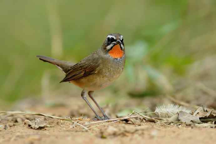 秋季迁徙鸟：红喉歌鸲*