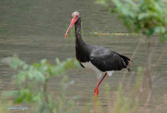 十渡的黑鹳和苍鹭
