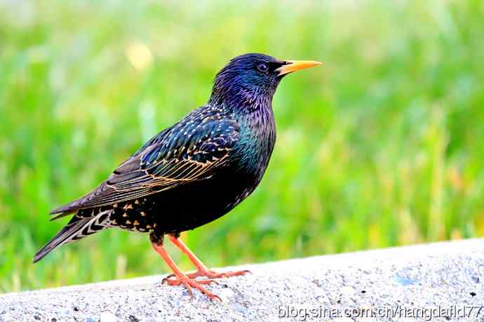 美国鸟类摄影——紫翅椋鸟