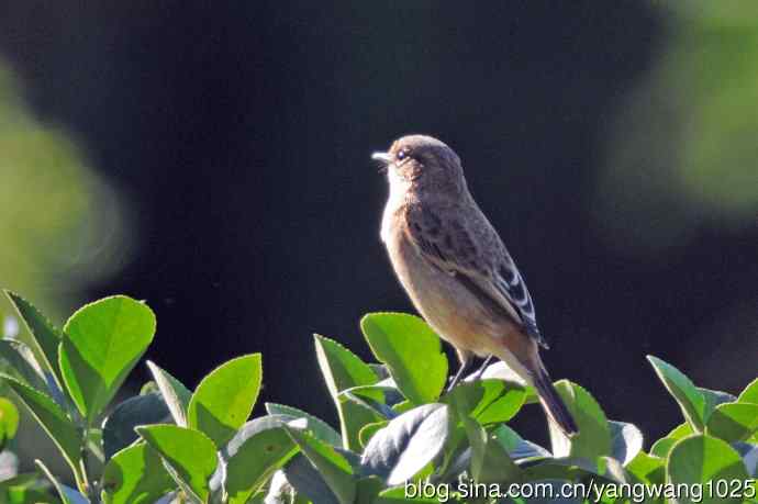 黑喉石鵖鸟(1) 黑喉石鵖鸟(1)