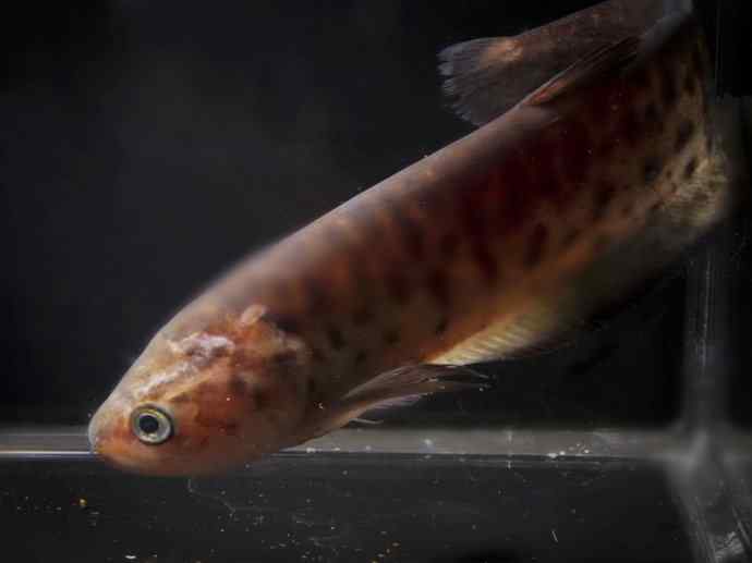 鱼类活化石：铠甲弓背鱼