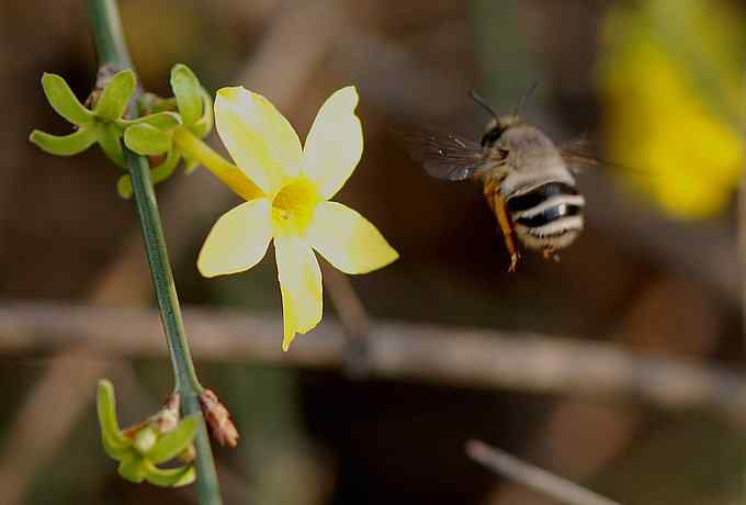 莲花池四月的花鸟