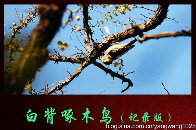 北京万源路小花园的鸟类——白背啄木鸟（记录版）
