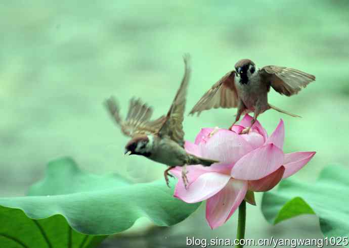 雀与荷 wbr3（领地之争纪实）