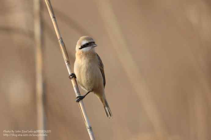 芦苇上的中华攀雀