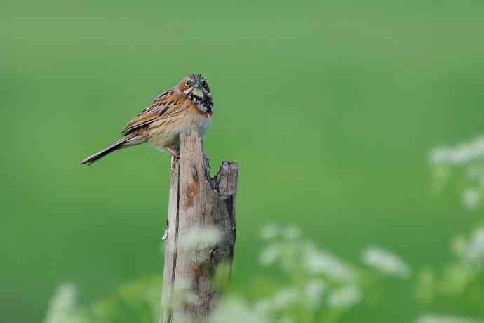 【新鸟】坝上鸟.栗耳鹀☆