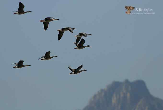 野鸭湖：白枕鹤与雁鸭群飞的春天写意