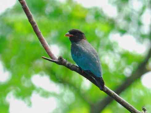 绝色攀禽：佛法僧目之三宝鸟