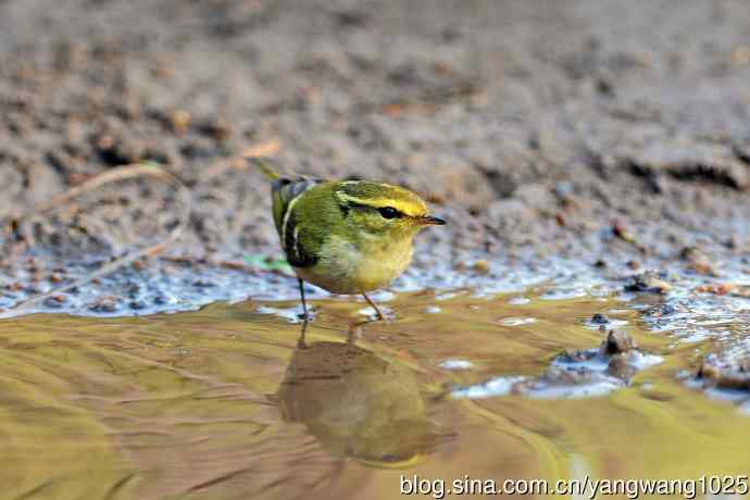 黄腰柳莺（17）