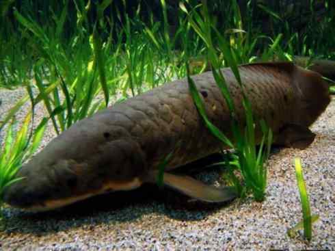 鱼类活化石:澳洲肺鱼 鱼类活化石:澳洲肺鱼