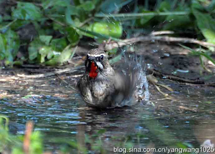 红喉歌鸲(雄性)续2 红喉歌鸲(雄性)续2