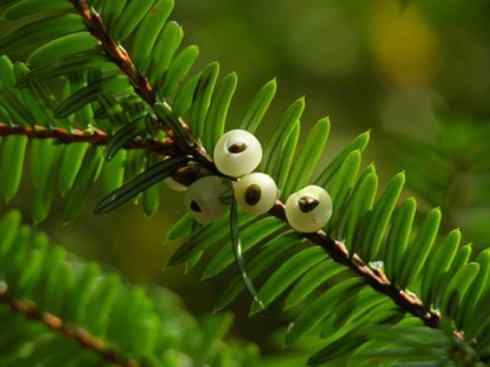 鱼类活化石：月眼鱼