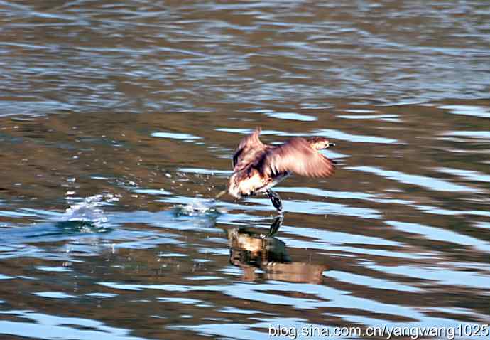 颐和园的收获（小PT）