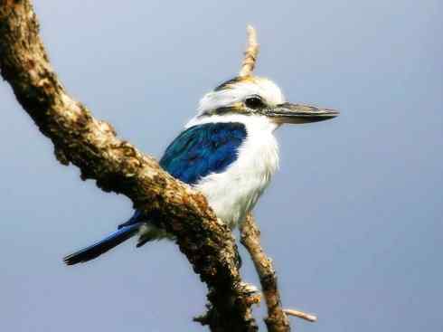 白头鸟系列：另类的美丽4