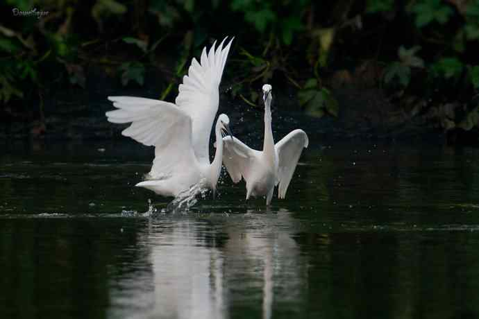白鹭弄清影 翩跹在河边