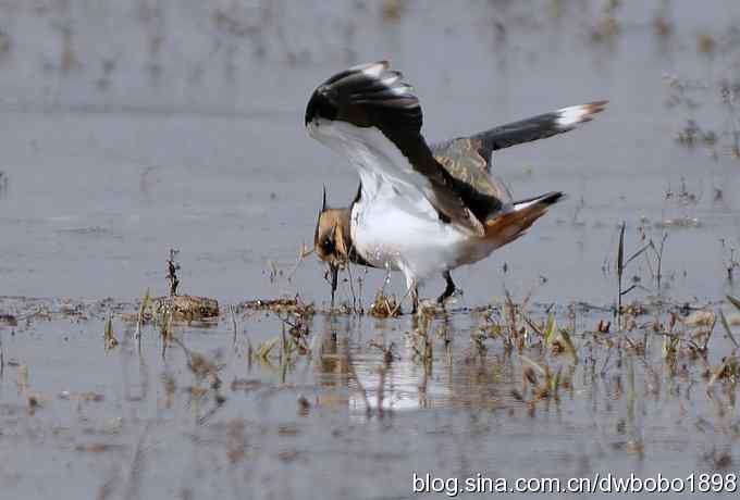 飞翔的凤头麦鸡