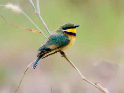 绝色攀禽：佛法僧目之蜂虎2