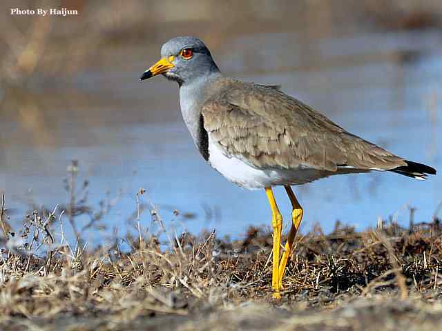 风乍起 wbr吹皱一湖碧水(观赏灰头麦鸡)