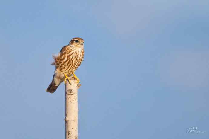 【野鸭湖的鸟】灰背隼 【野鸭湖的鸟】灰背隼