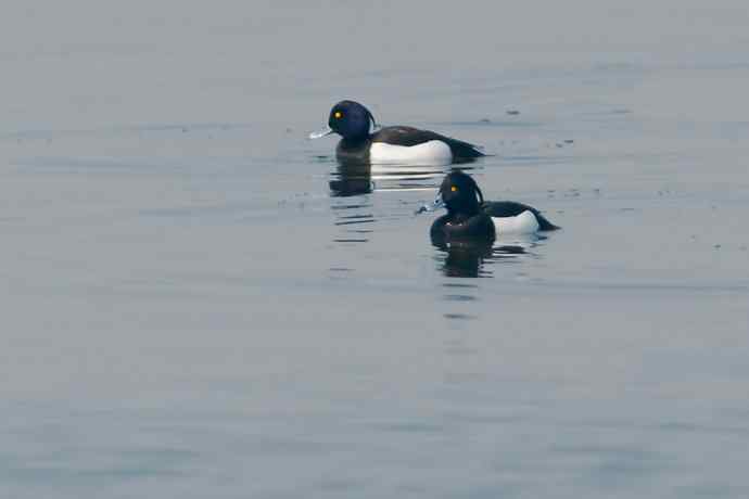 【新鸟】记录凤头潜鸭