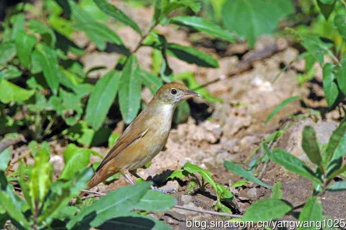 厚嘴苇莺（1）