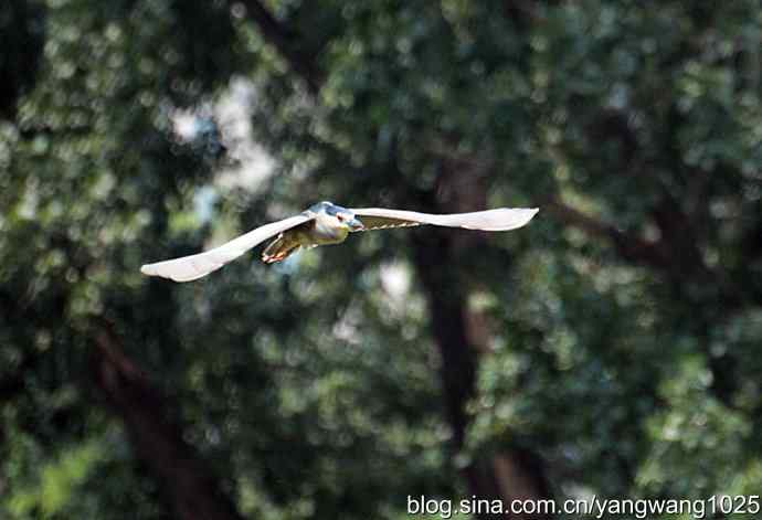 飞（夜鹭）22