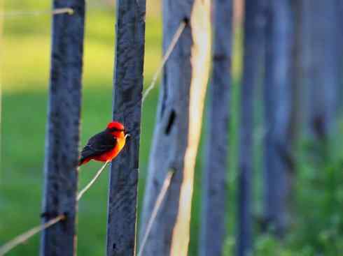 极品红色鸟类:朱红霸鶲 极品红色鸟类:朱红霸鶲