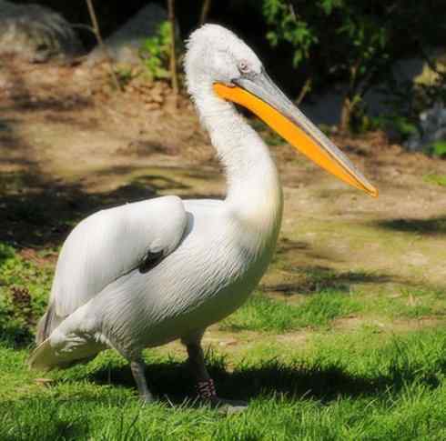 猎奇：奇特的鸟喙之十