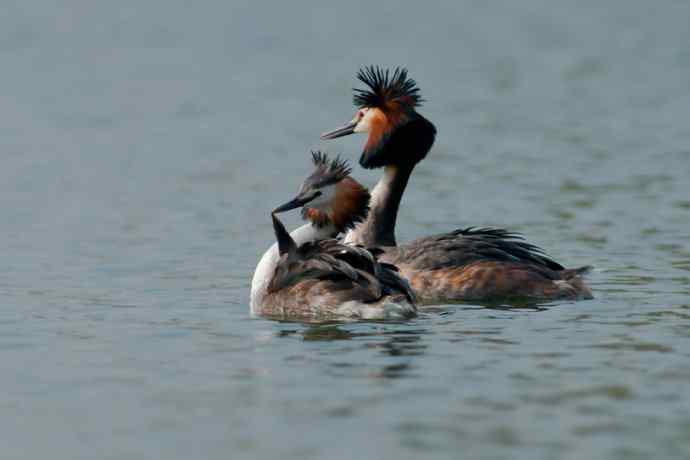 晨拍凤头鸊鷉 晨拍凤头鸊鷉