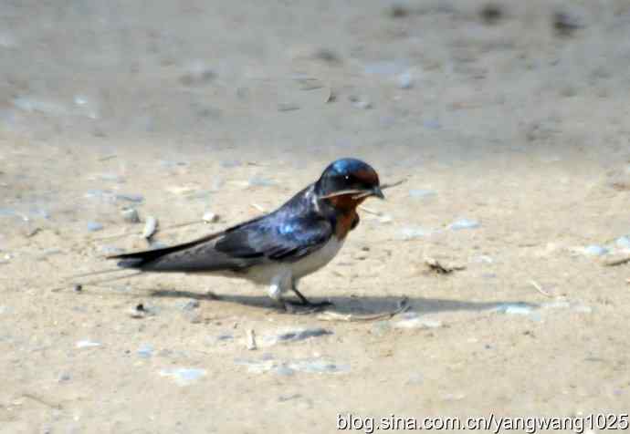 家燕（记录版）