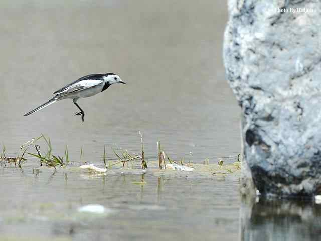 房山十渡(苍鹭水鹨白鹡鸰)