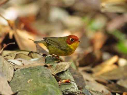 美丽无罪：雀鸟之地莺