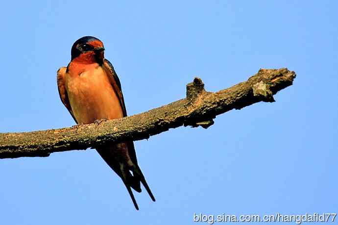 美国鸟类摄影——北美家燕