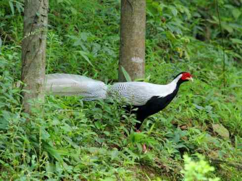 凤凰：传说中的鸟原型探秘（鹇）
