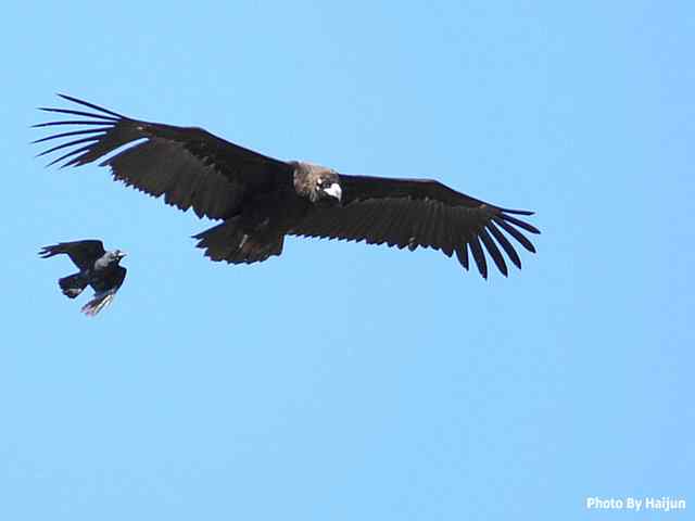 峡谷中 wbr. wbr沐浴阳光的秃鹫