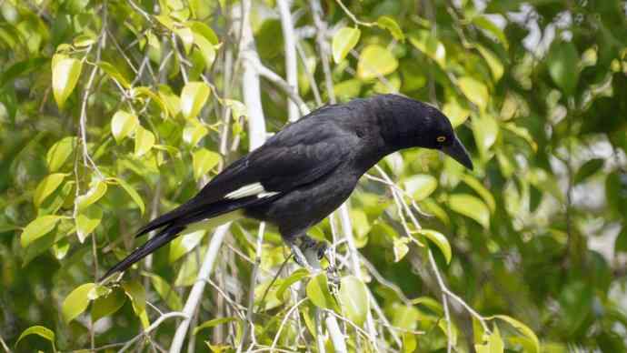 澳洲拍鸟鈥斺敿樾Υ