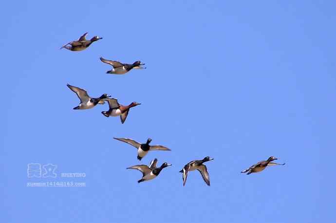 四川西昌鸟类摄影——凤头潜鸭