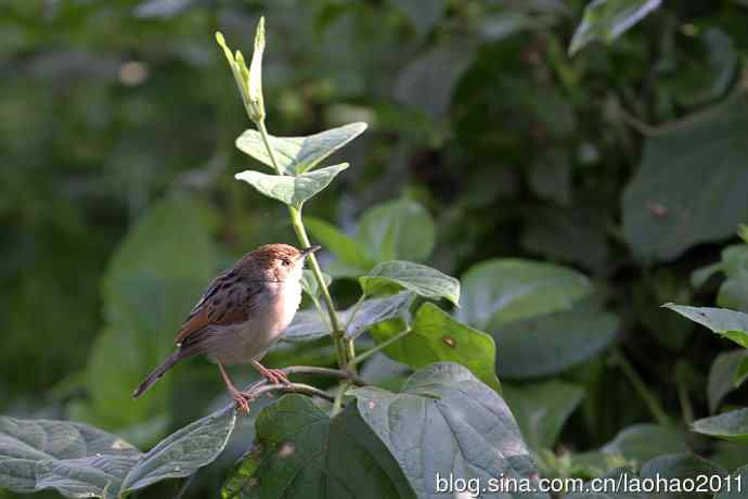 最后一堆儿，肯尼亚的鸟儿
