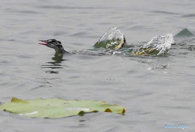 颐和园的凤头 颐和园的凤头