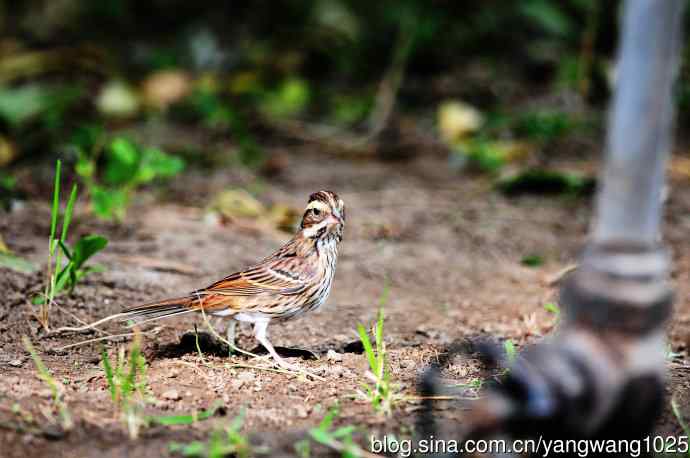 三道眉草鹀（2）