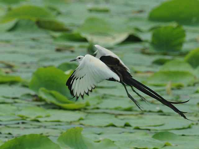 衡水湖印象(彩鹬及其它)