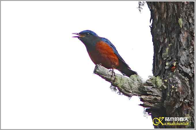 记录高原山鹑&bull;矛纹草鹛&bull;栗腹矶鸫【照片】