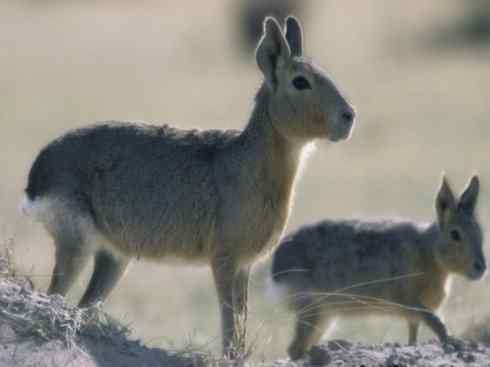 动物世界：山寨还是原创之十四