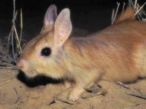 动物世界：山寨还是原创之八