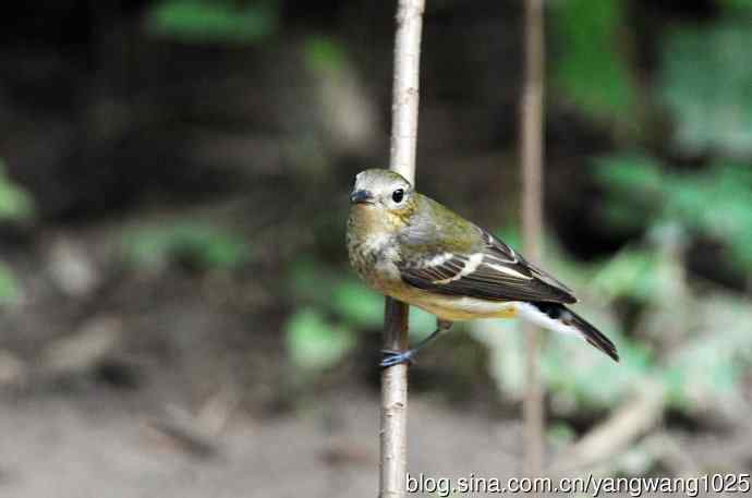 雌性白眉姬鹟（12）