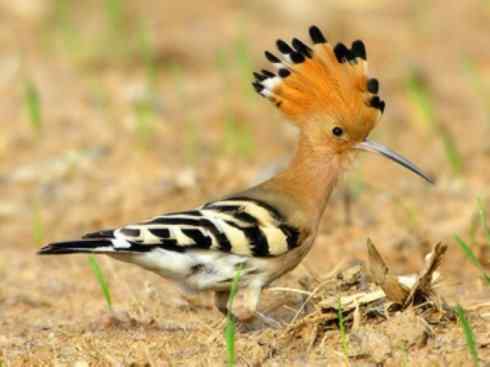 绝色攀禽：戴胜与林戴胜